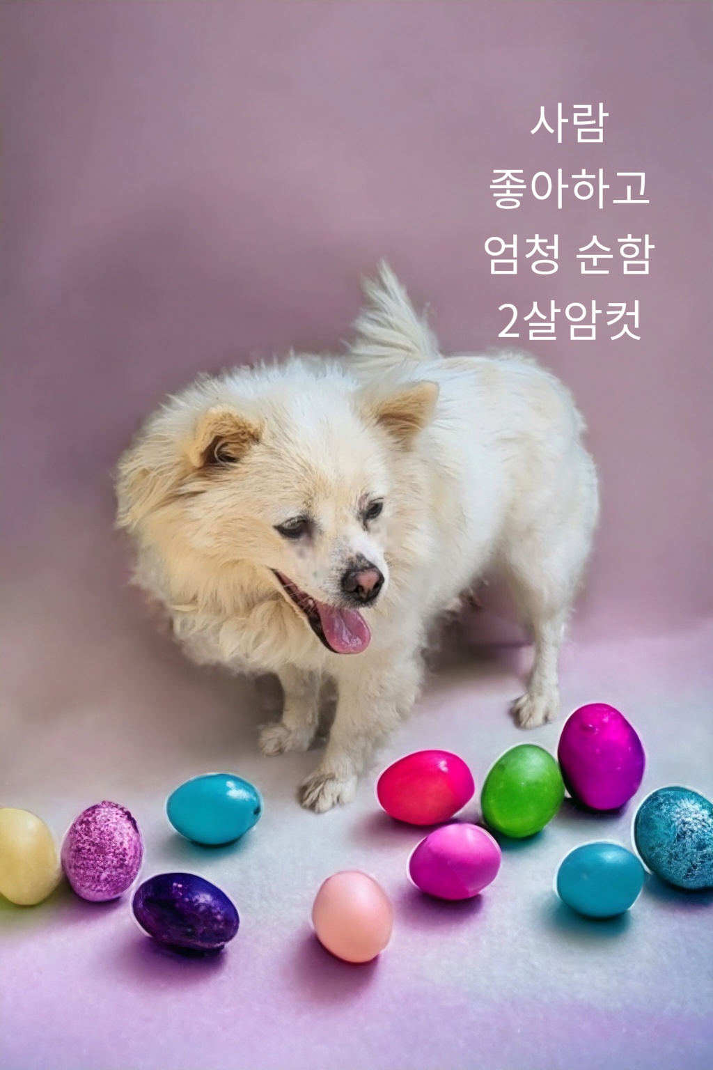 성주유기동물보호센터_447521202300124