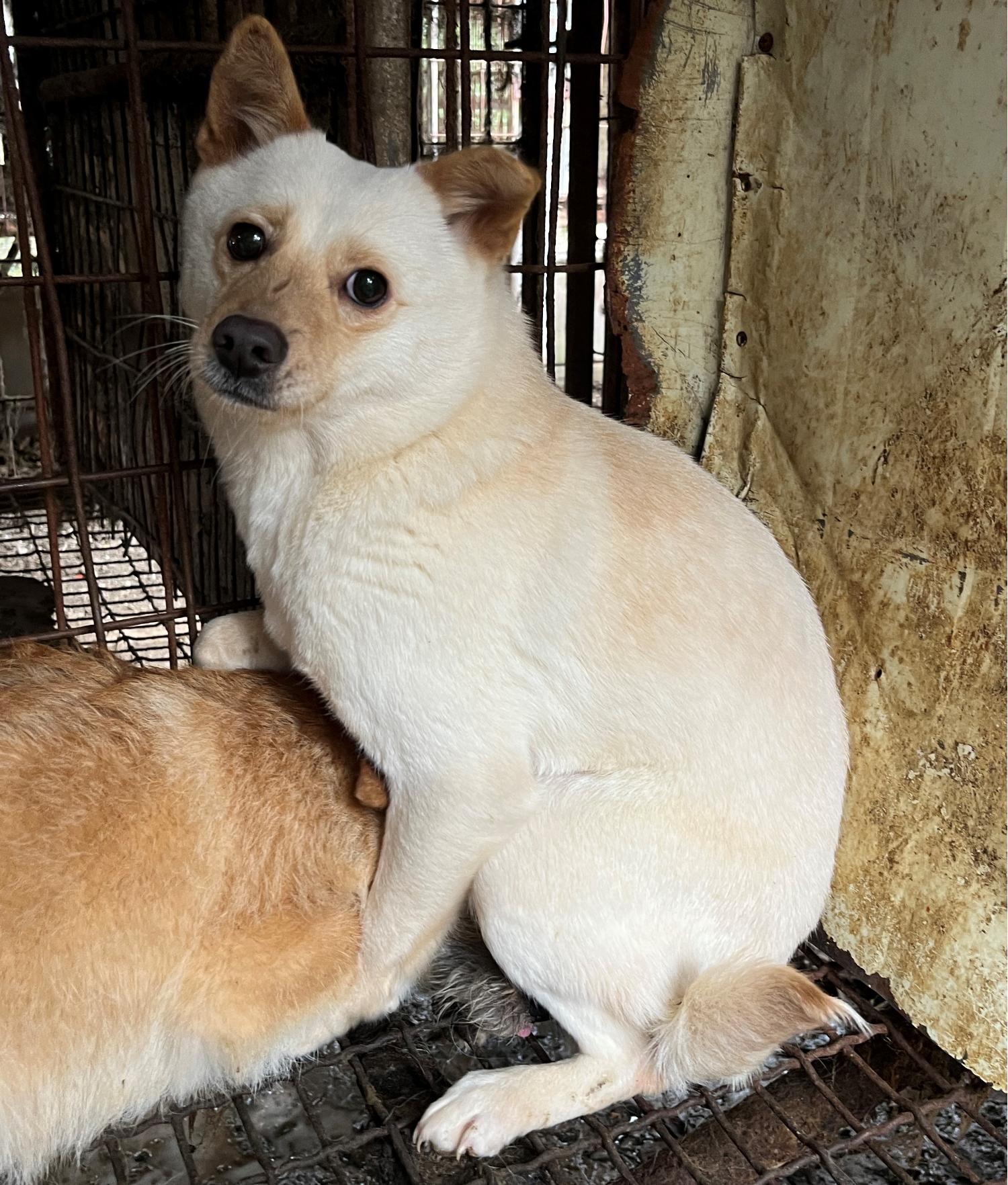진도개메디컬센터_446500202300202