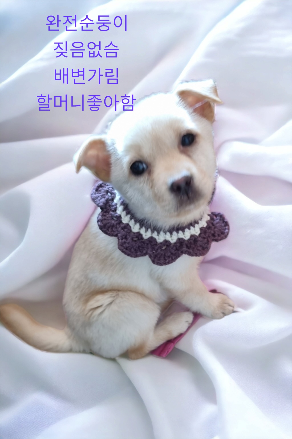 성주유기동물보호센터_447521202300122