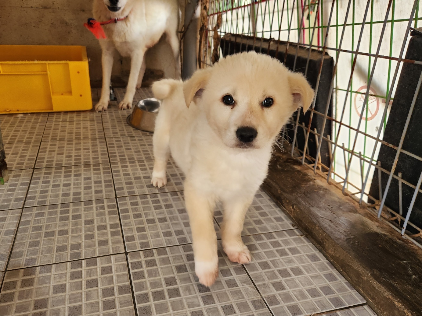 광주 동물보호소_429362202300139