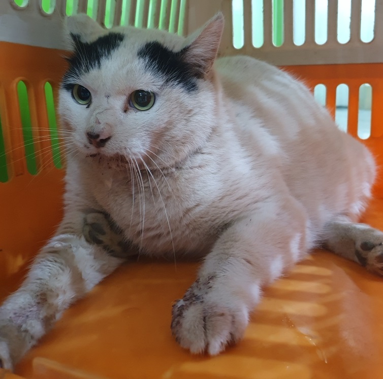 펫앤쉘터동물병원_441378202300293
