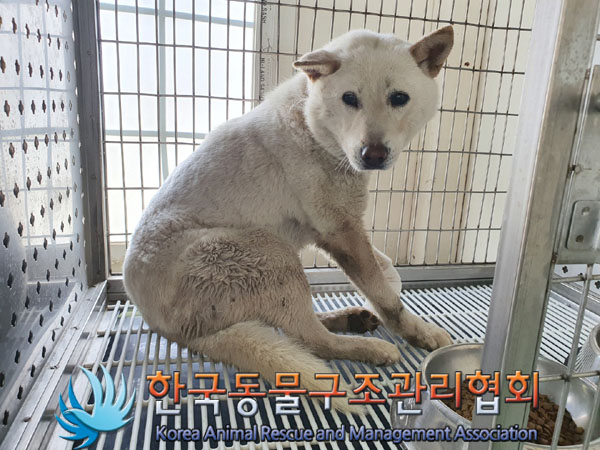 종료(안락사) 믹스…