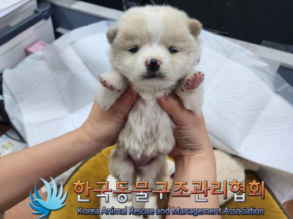종료(입양) 믹스견…
