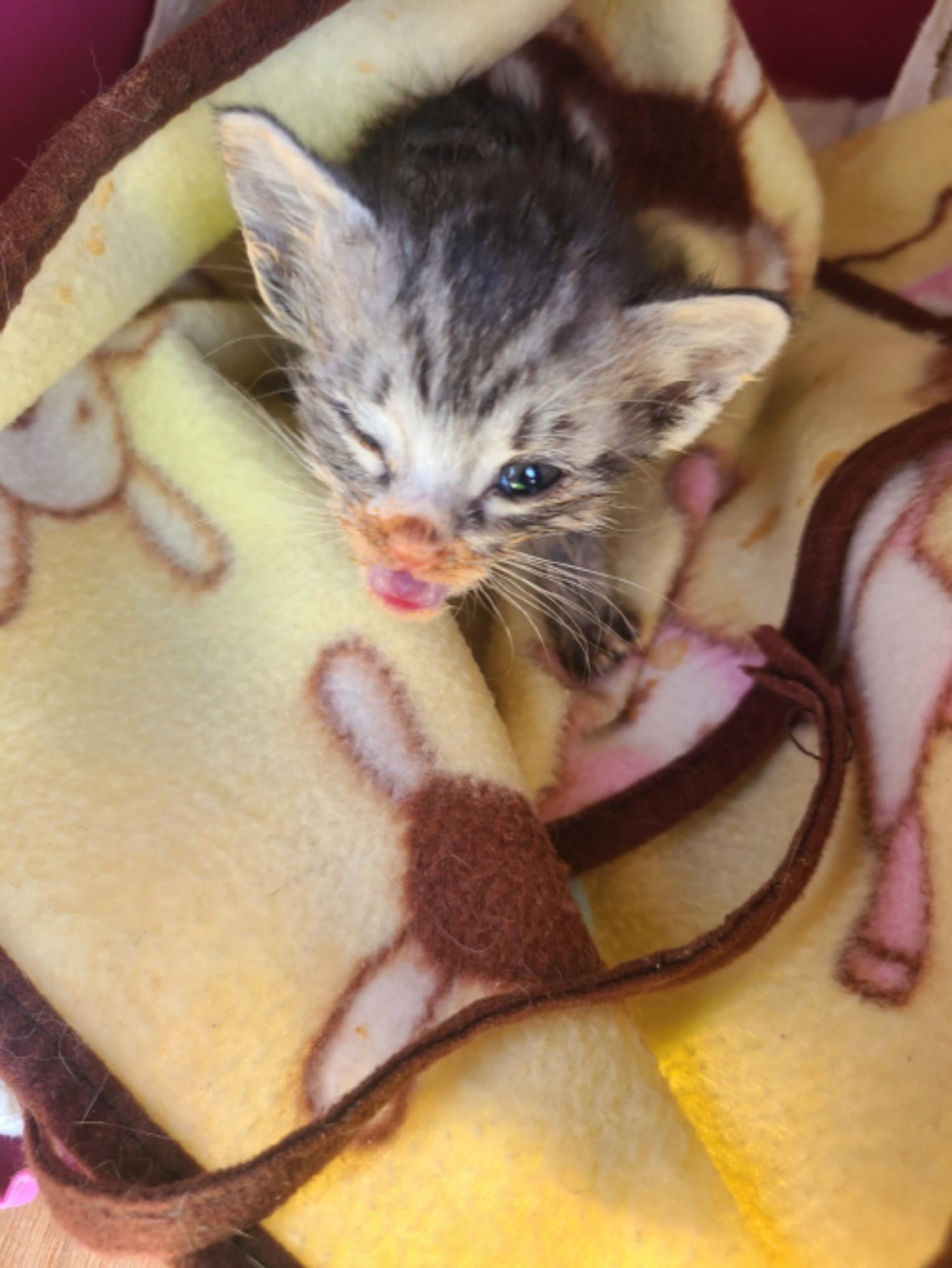 유기동물및관리협회_448535202300229