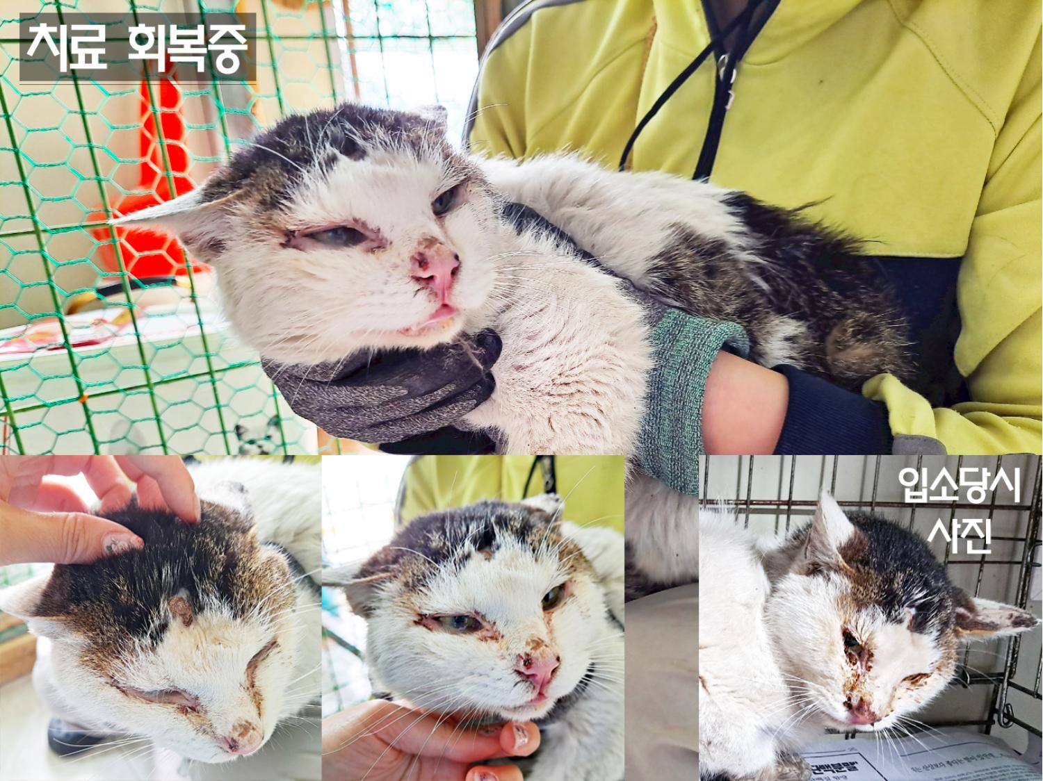 (사)영일동물플러스_447502202300221