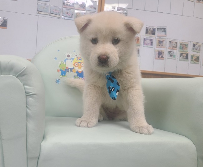 진해유기동물보호소_448532202300266