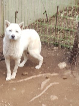 밀양시동물보호센터_448536202300597