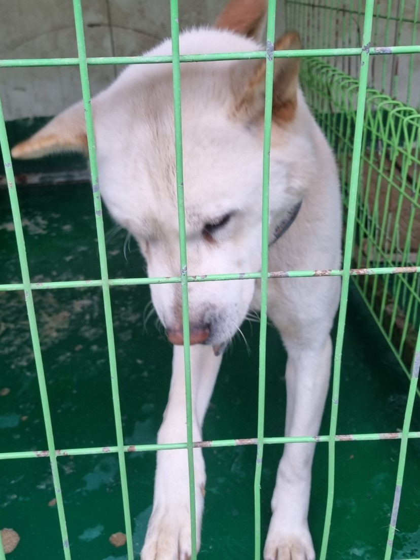 밀양시동물보호센터_448536202300600