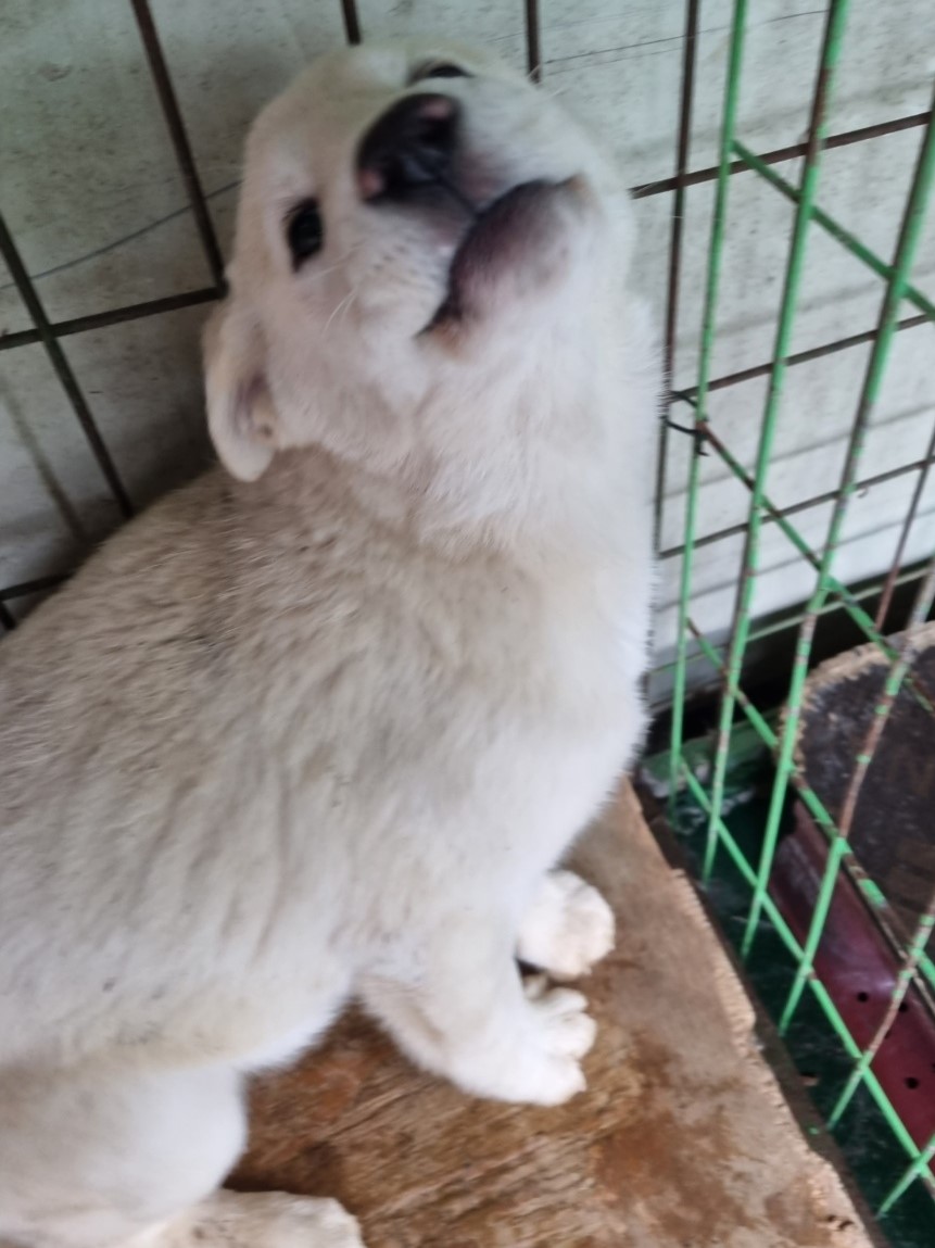밀양시동물보호센터_448536202300603