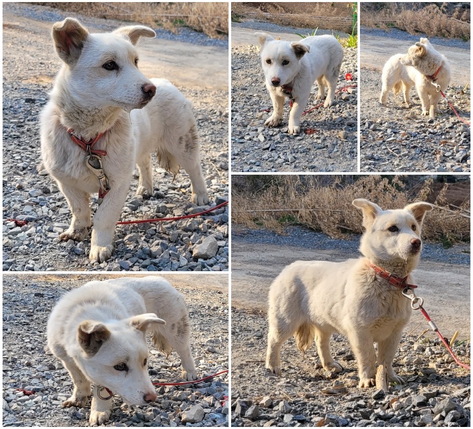 무안군유기동물보호소_446495202300061