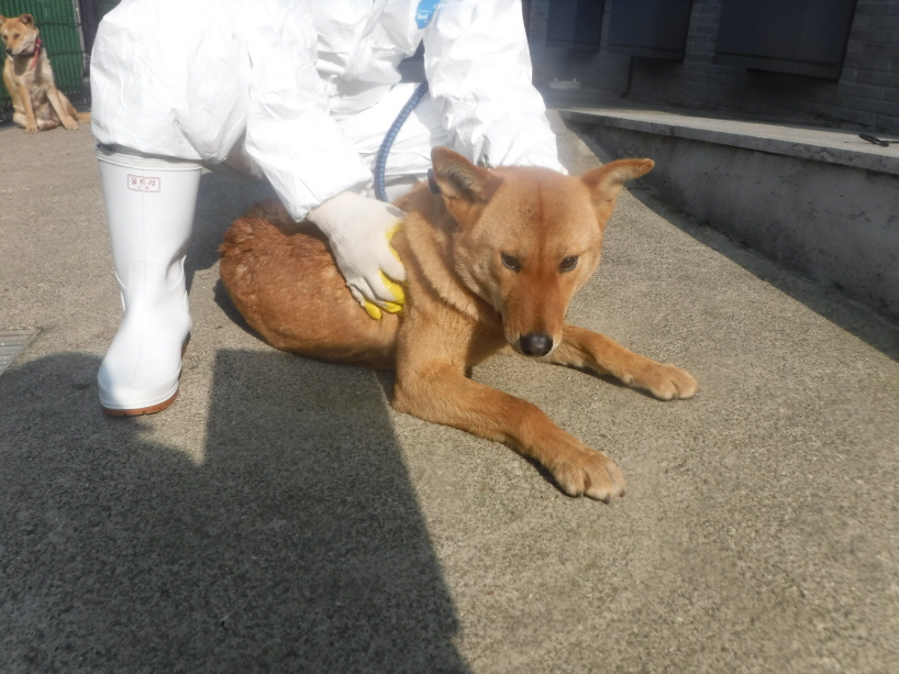 제주 동물보호센터_450650202301026