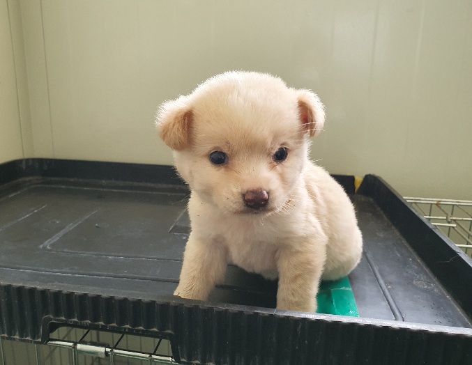 공주시 동물보호소_444450202300111