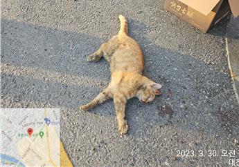 대전동물보호센터_430368202300052