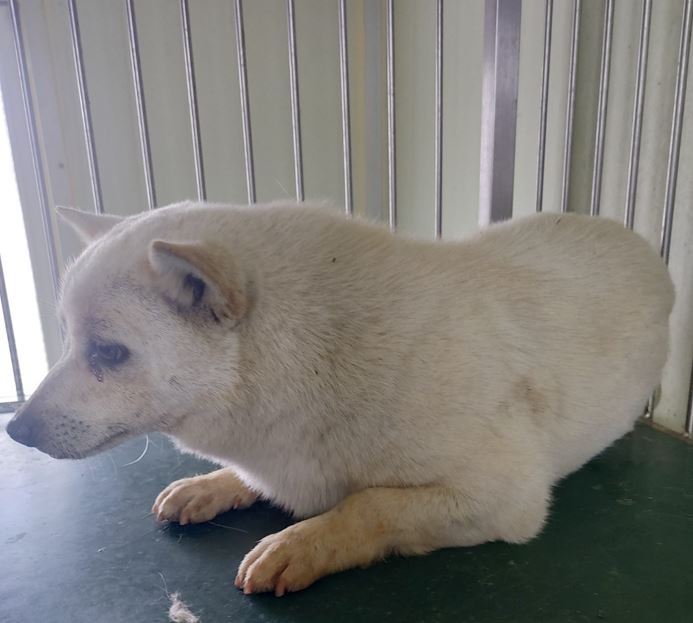 보령시유기동물보호소_444451202300277