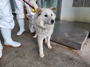 제주 동물보호센터_450650202301031