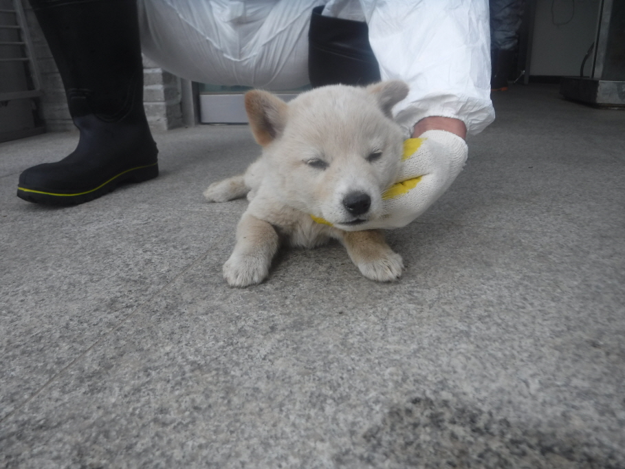 제주 동물보호센터_450650202301022