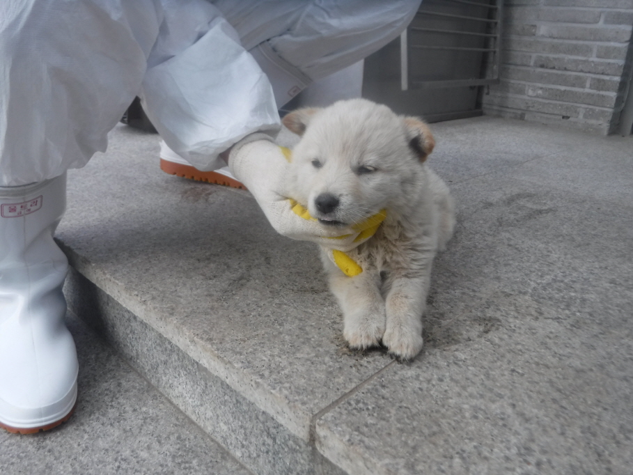 제주 동물보호센터_450650202301024