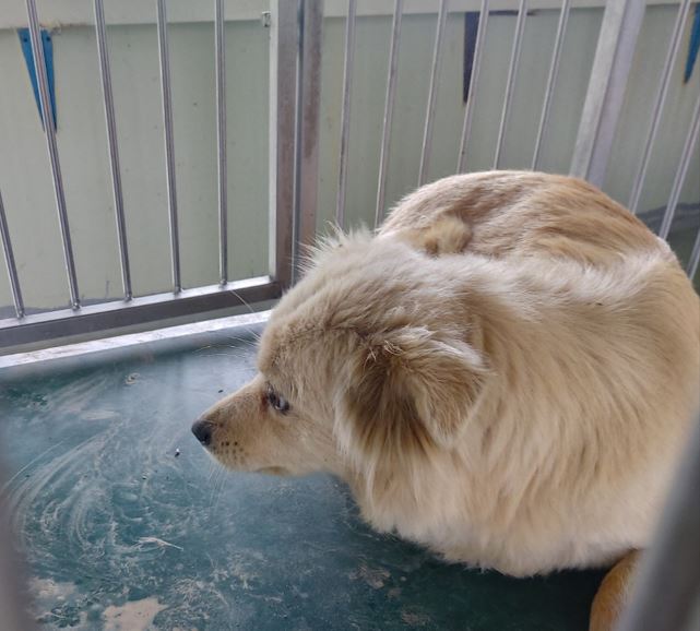 보령시유기동물보호소_444451202300276