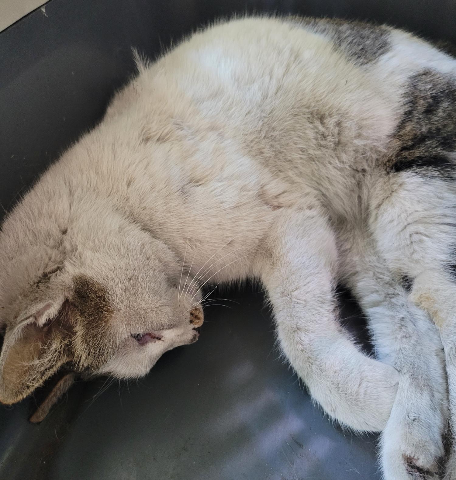 대구유기동물보호협회_427347202300172