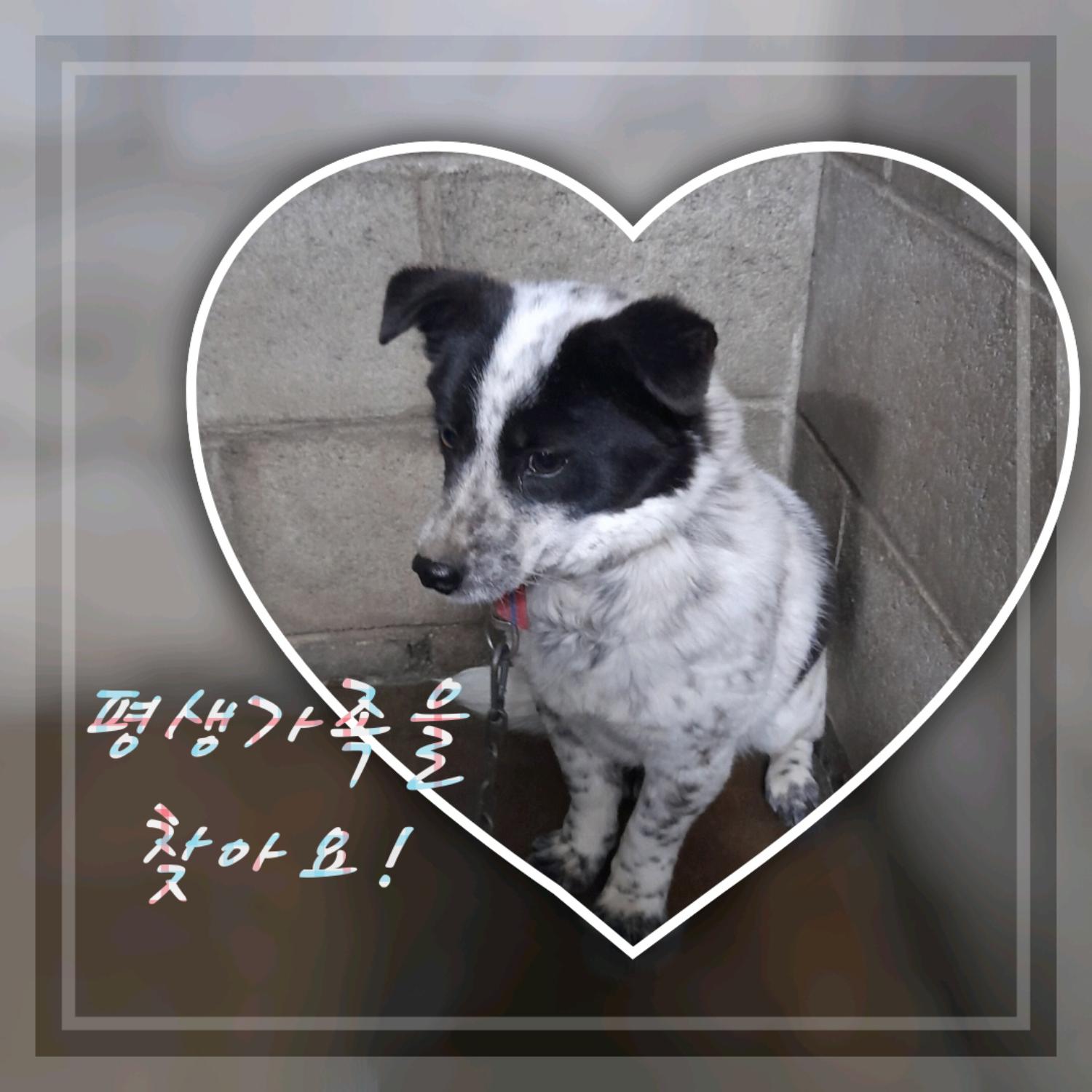 군산유기동물보호센터_445467202300384