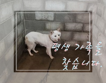 군산유기동물보호센터_445467202300342