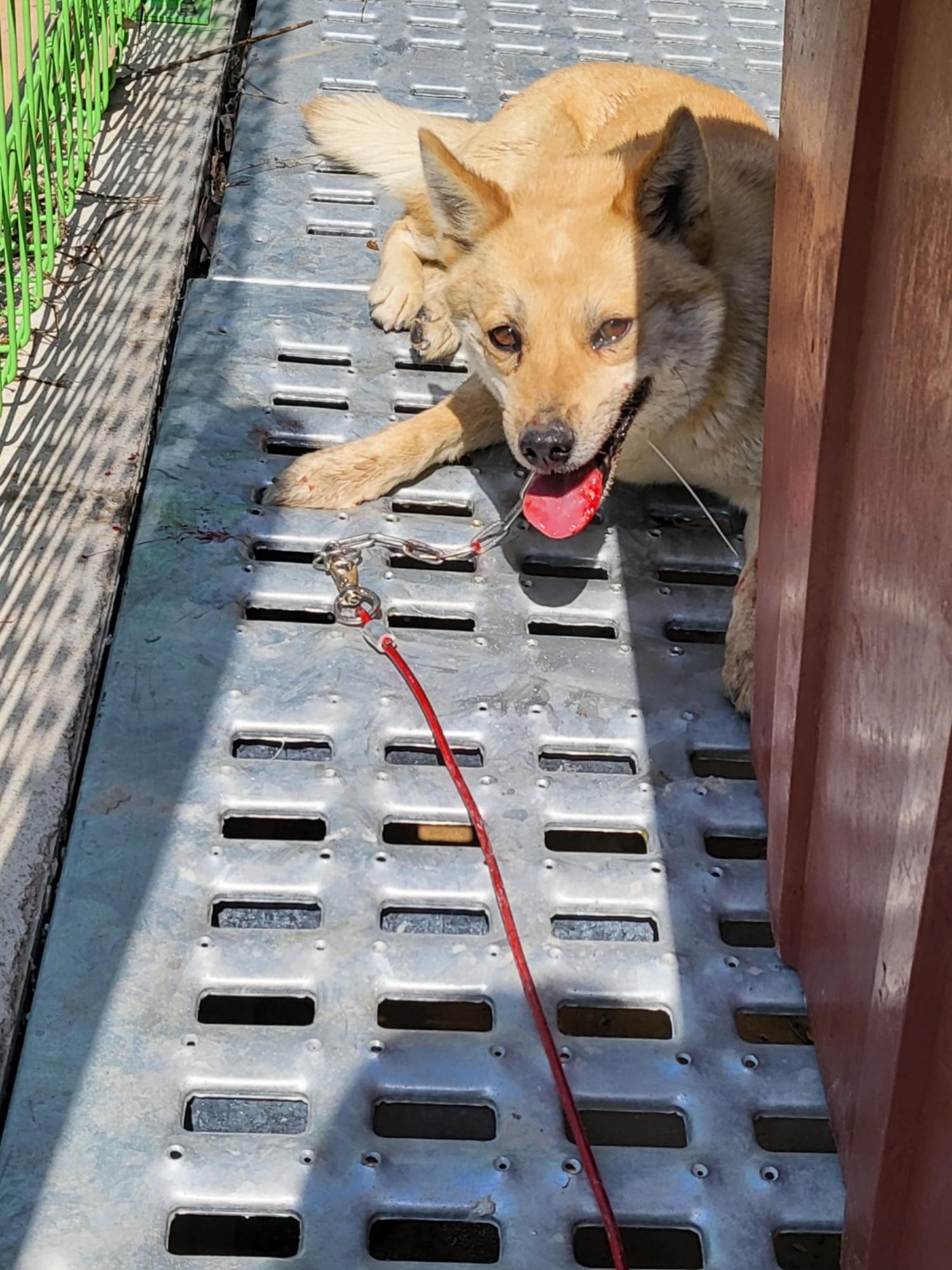 삼척시동물보호센터_442424202300147