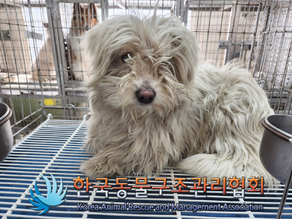 한국동물구조관리협회_441560202300294