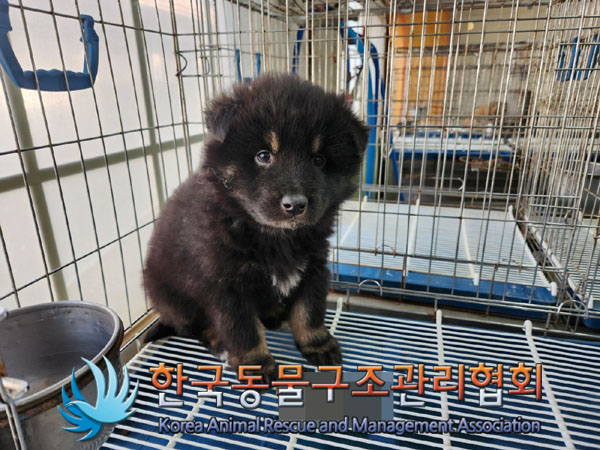 한국동물구조관리협회_411312202300152