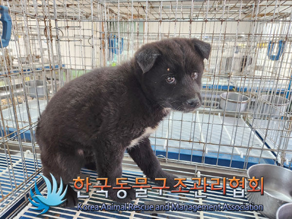 한국동물구조관리협회_441409202300329