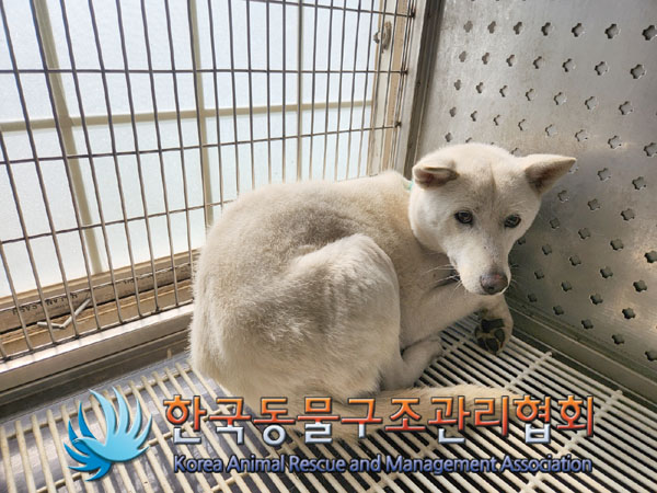 한국동물구조관리협회_441560202300297