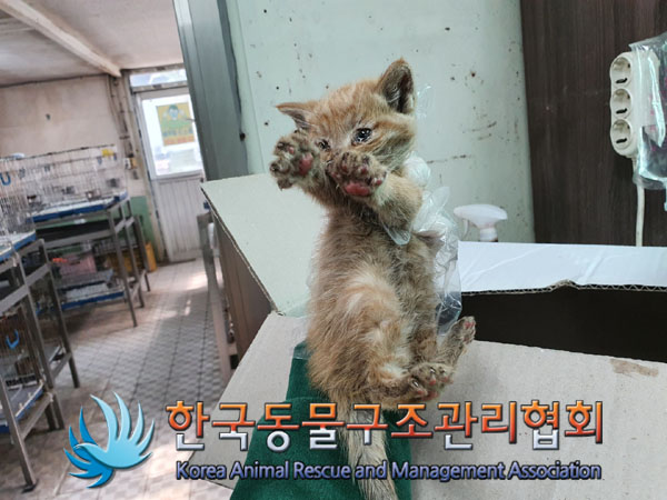 한국동물구조관리협회_411300202300067