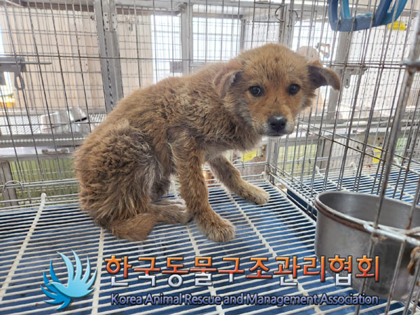 한국동물구조관리협회_441560202300296