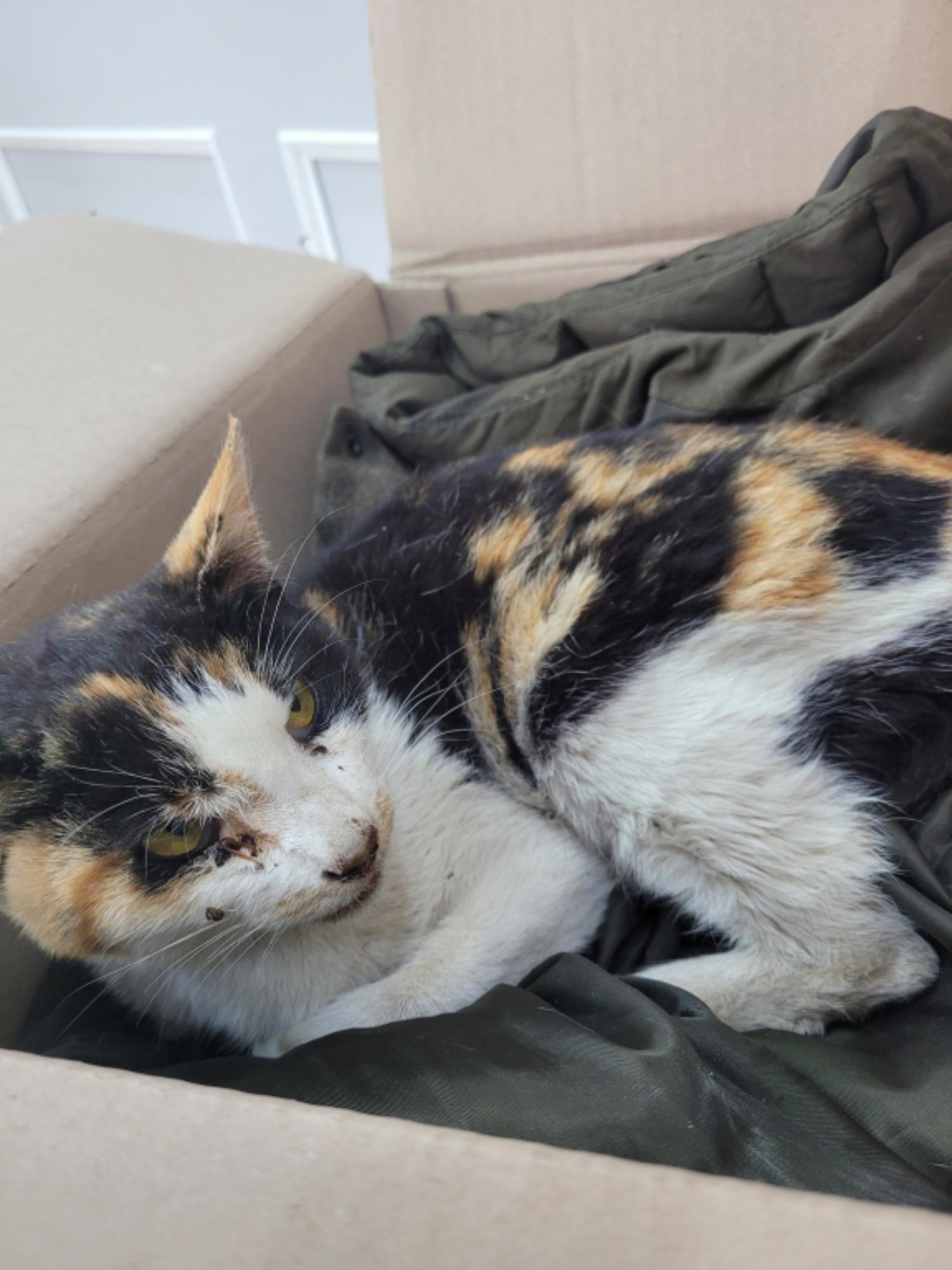 옥천동물병원_443443202300124