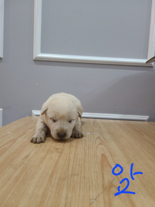 옥천동물병원_443443202300122