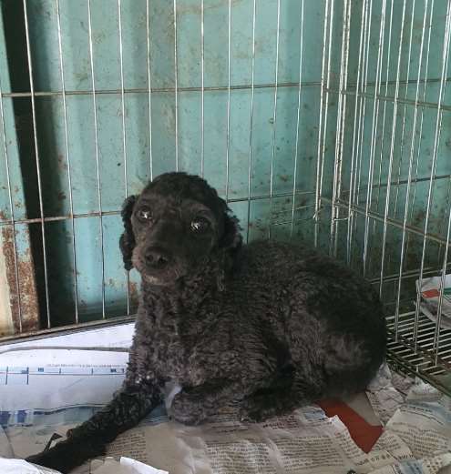 김천시 동물보호센터_447506202300085