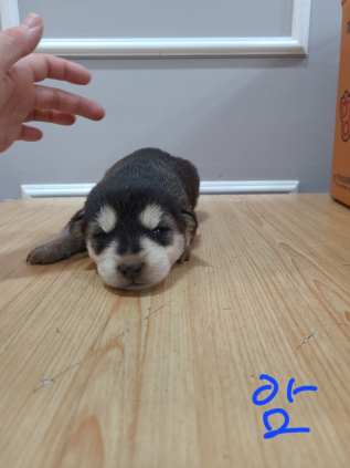 옥천동물병원_443443202300120