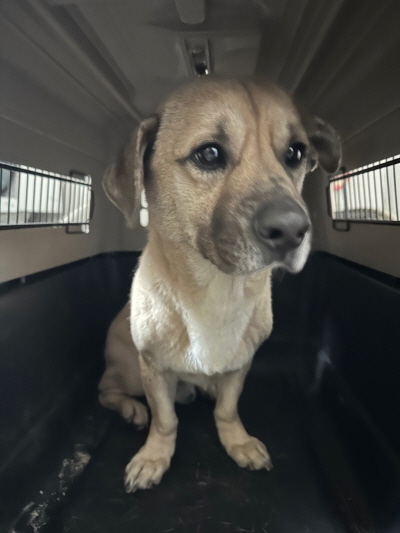 누리동물병원_426330202300028