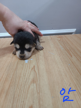 옥천동물병원_443443202300121