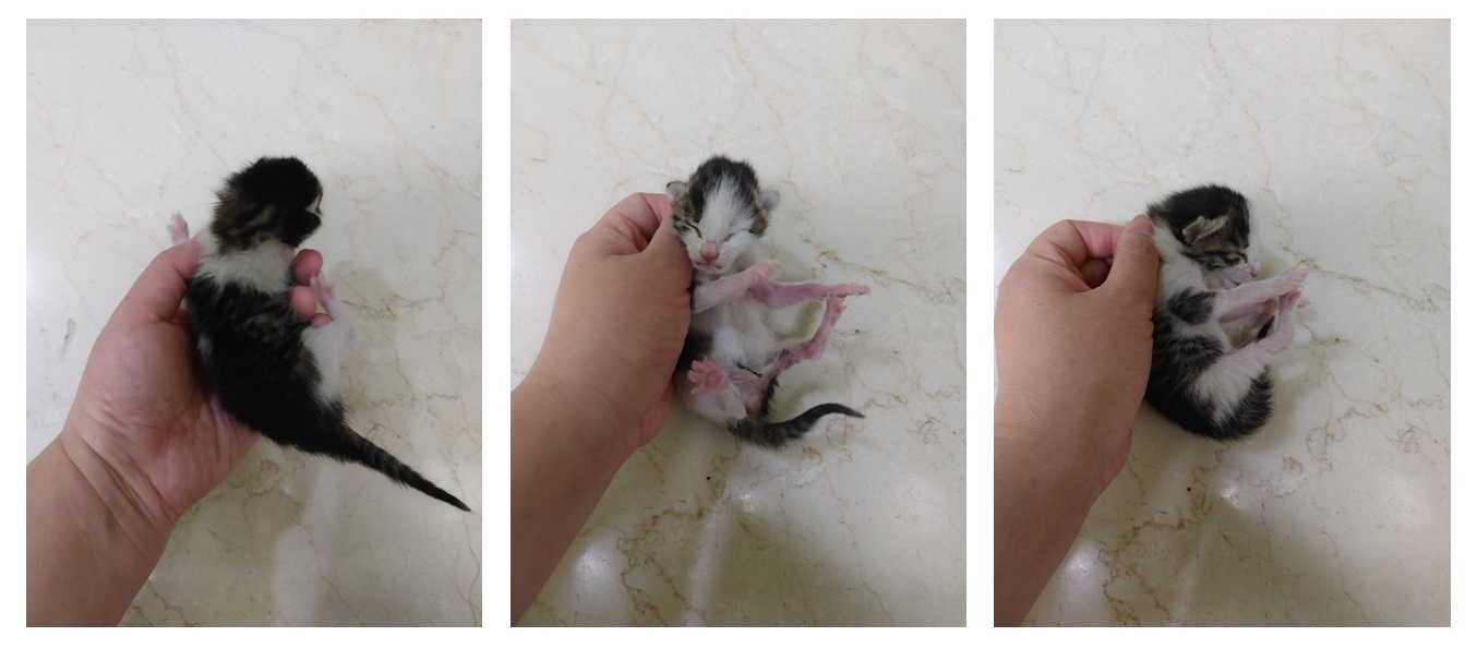 스타캣츠_441393202300430