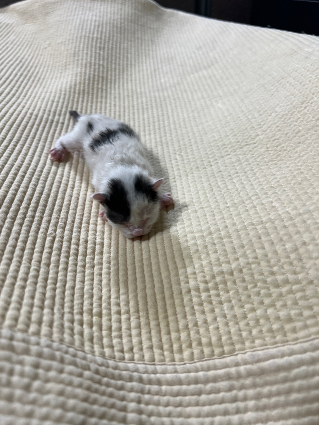 부산동물보호센터_426332202300087