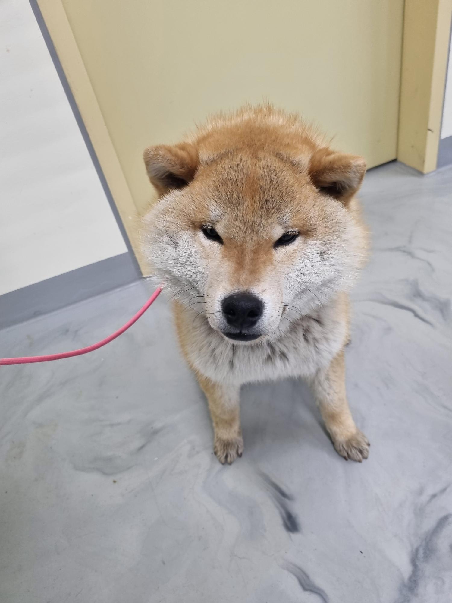 아산동물복지지원센터_444452202300378