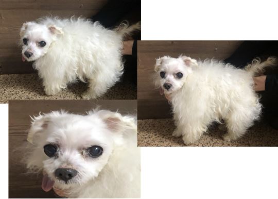 청조동물병원_426337202300054