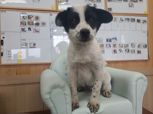 진해유기동물보호소_448532202300271