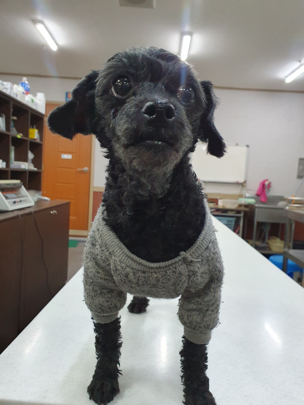 금강동물병원_427346202300215