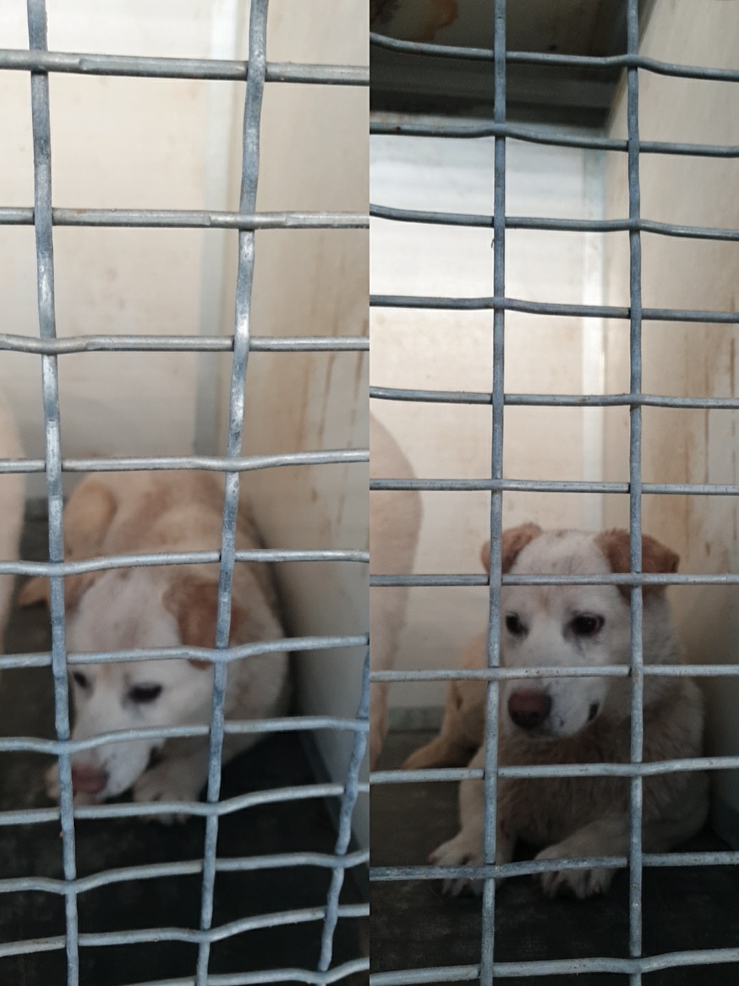 남양동물보호센터_441553202300734