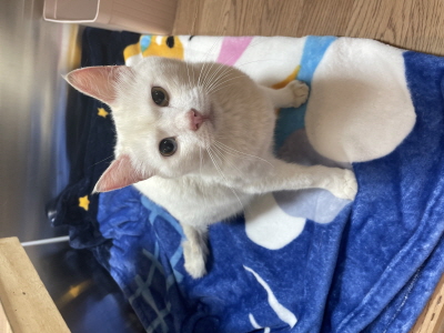 누리동물병원_426340202300072