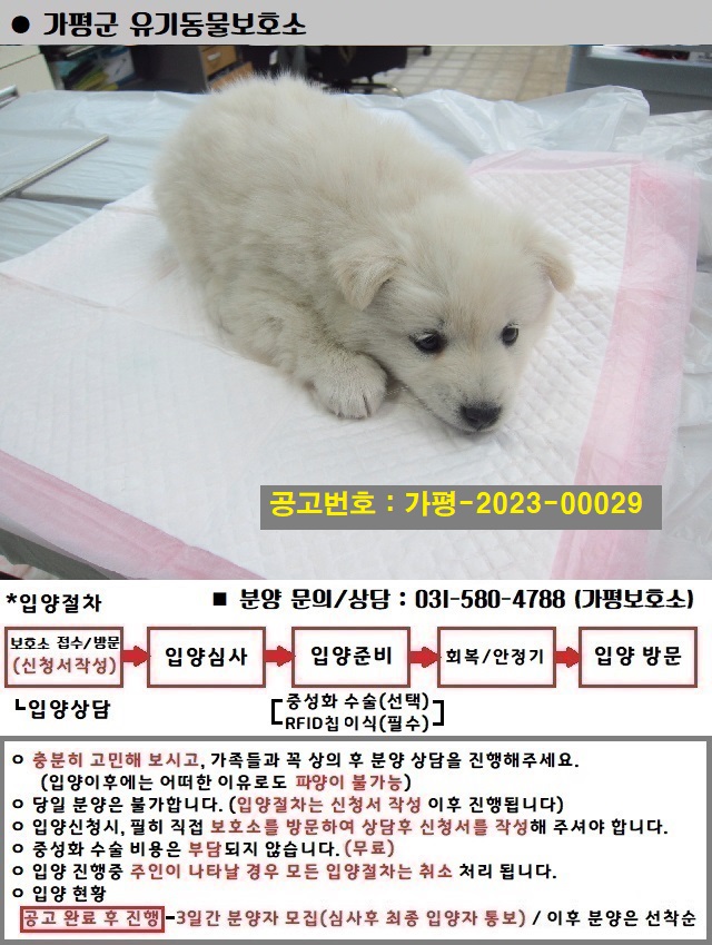 가평군유기동물보호소_441416202300066