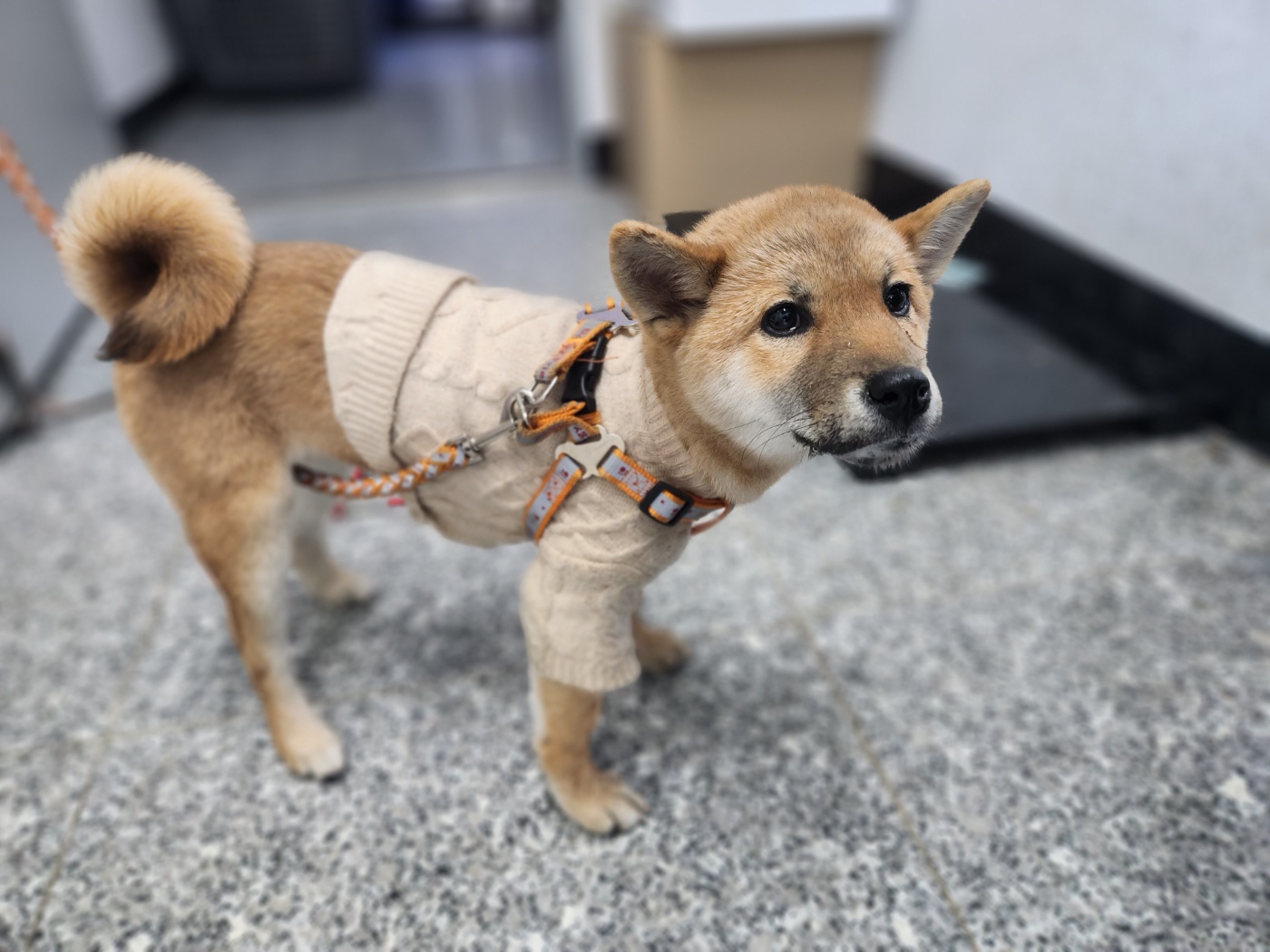 강릉시 동물사랑센터_442420202300138