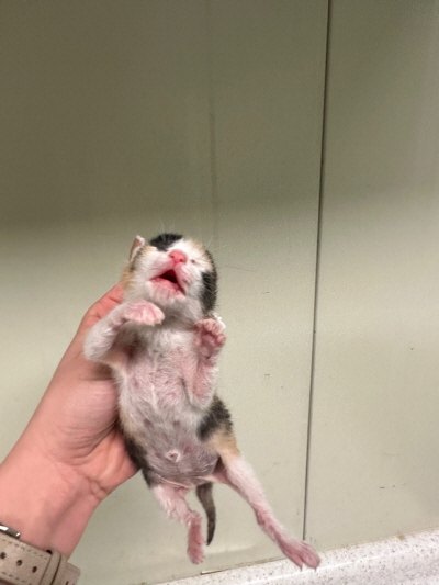 누리동물병원_426331202300058