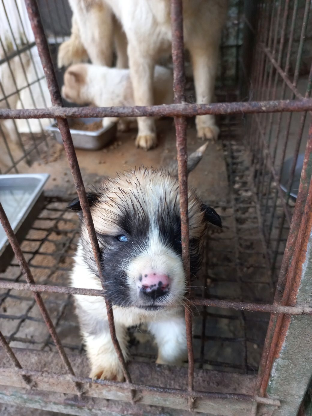 예산동물보호센터_444461202300188